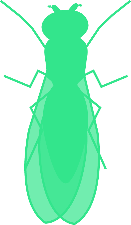 pictogram of fruit fly