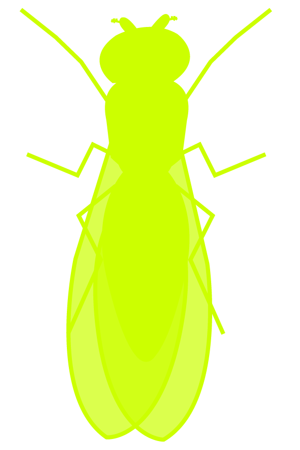 pictogram of fruit fly